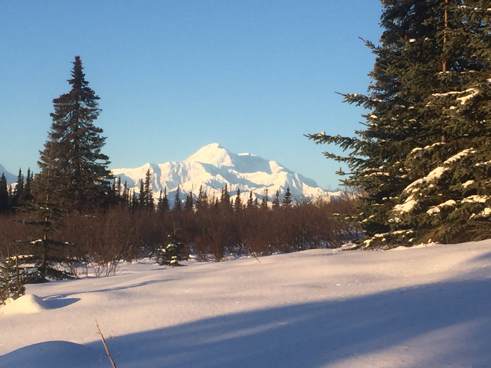 Skijoring Denali State Park